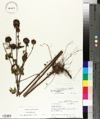 Monarda fistulosa var. fistulosa image