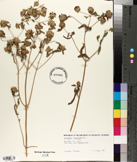Monardella lanceolata image