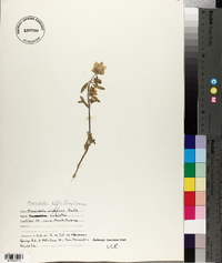 Monardella exilis image