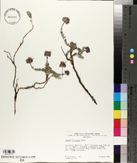 Monardella cinerea image