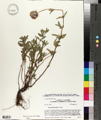 Monardella australis image