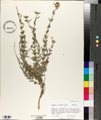 Monardella arizonica image