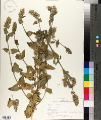Nepeta cataria image