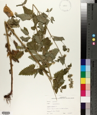 Nepeta cataria image
