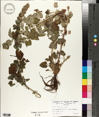 Nepeta cataria image