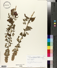Nepeta cataria image