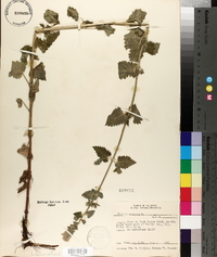 Nepeta cataria image
