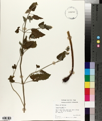 Nepeta cataria image