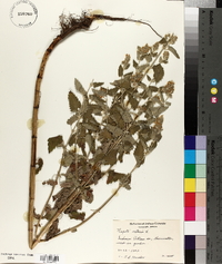 Nepeta cataria image