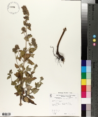 Nepeta cataria image