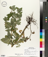 Nepeta cataria image