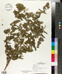 Nepeta cataria image