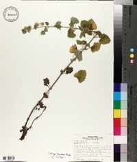 Nepeta cataria image