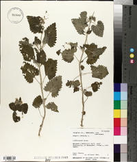 Nepeta cataria image