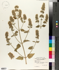 Nepeta cataria image