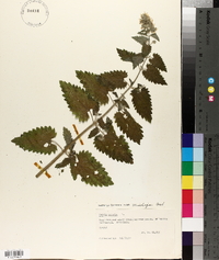 Nepeta cataria image