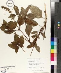 Ocimum basilicum image