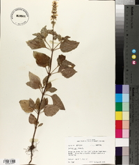 Ocimum basilicum image