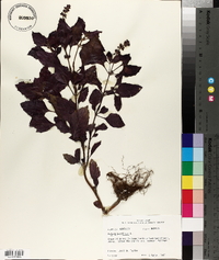 Ocimum basilicum image