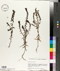 Odontites vulgaris image