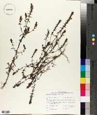 Odontites vulgaris image