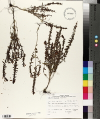 Odontites vulgaris image