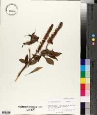 Ocimum basilicum image