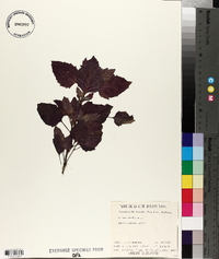 Ocimum basilicum image