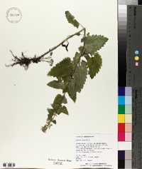 Nepeta cataria image