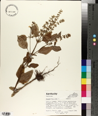 Ocimum basilicum image