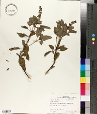Ocimum basilicum image
