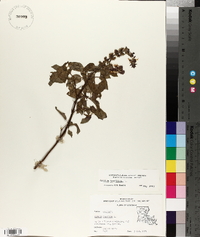 Ocimum basilicum image