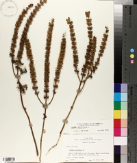 Ocimum basilicum image