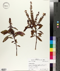 Ocimum basilicum image