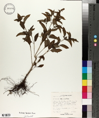 Ocimum micranthum image