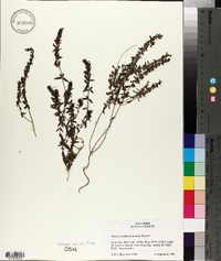 Odontites vulgaris image