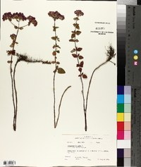 Origanum vulgare image