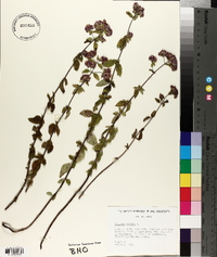 Origanum vulgare image