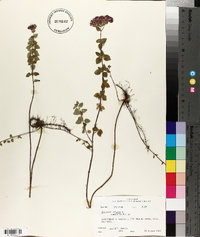 Origanum vulgare image