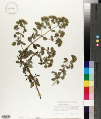 Origanum vulgare image