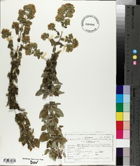 Origanum vulgare image