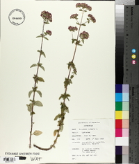 Origanum vulgare image