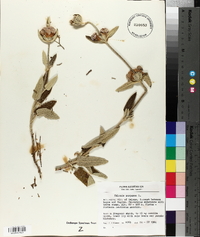 Phlomis purpurea image