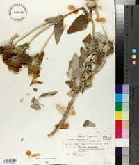Phlomis fruticosa image