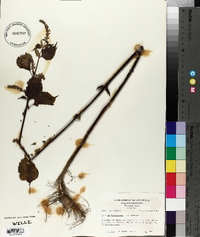 Perilla frutescens image