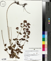 Origanum vulgare image