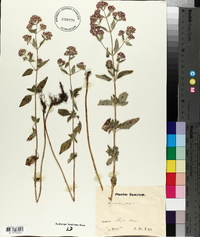 Origanum vulgare image