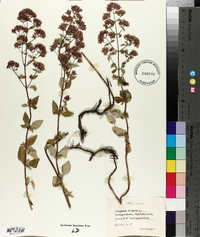 Origanum vulgare image