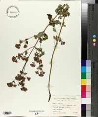Origanum vulgare image