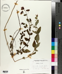 Origanum vulgare image